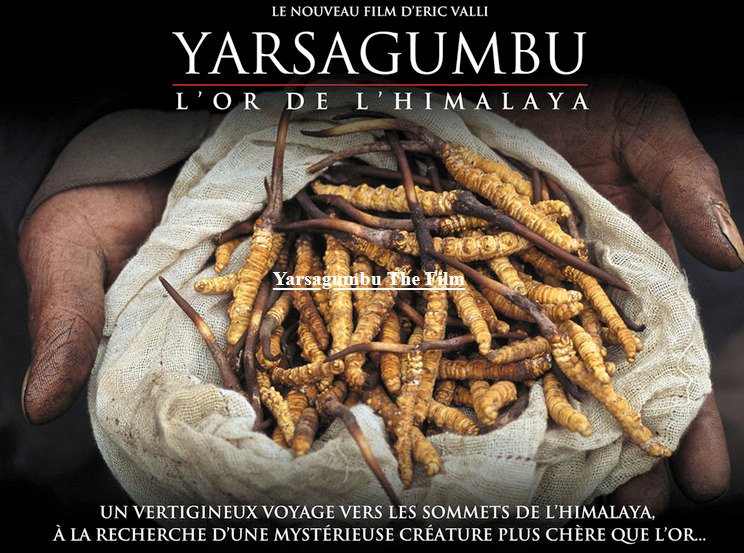 Affiche du film Yarsagumbu l'or de l'Himalaya